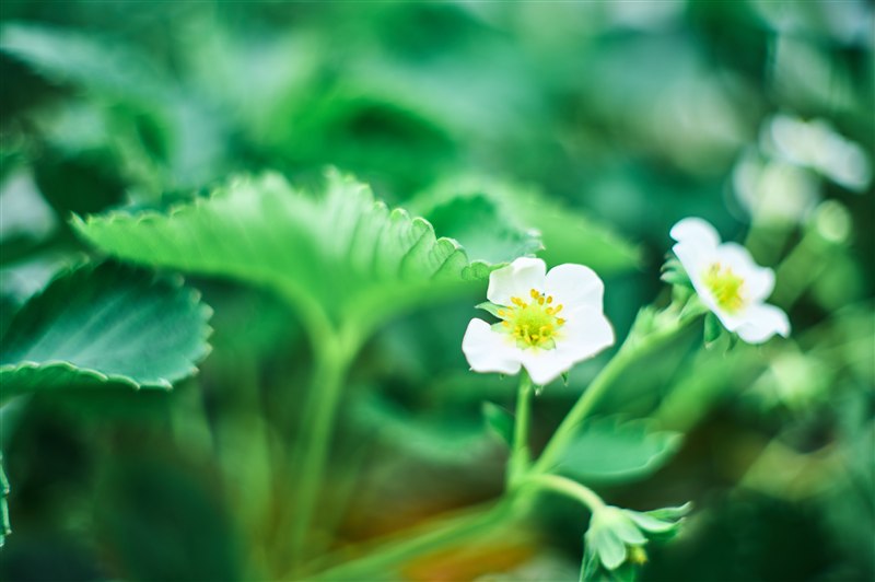 緑の葉に囲まれて咲く、いちごの白い花